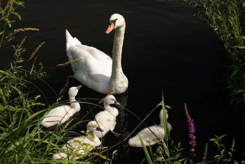 Schwaene auf der Sauer Bild Nr.026